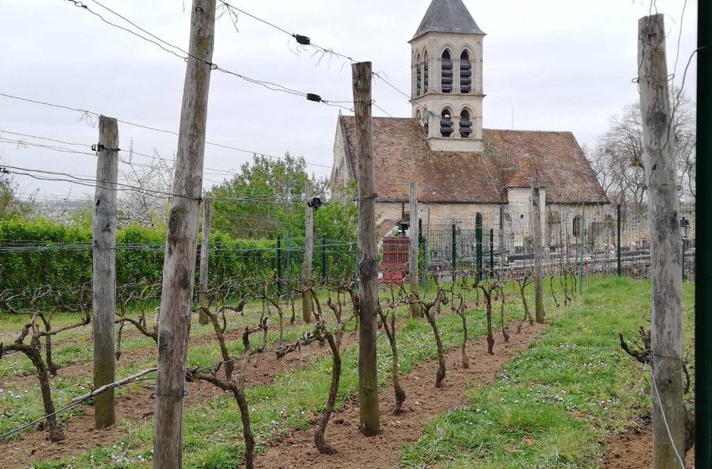 La vigne : ses exigences et ses bienfaits